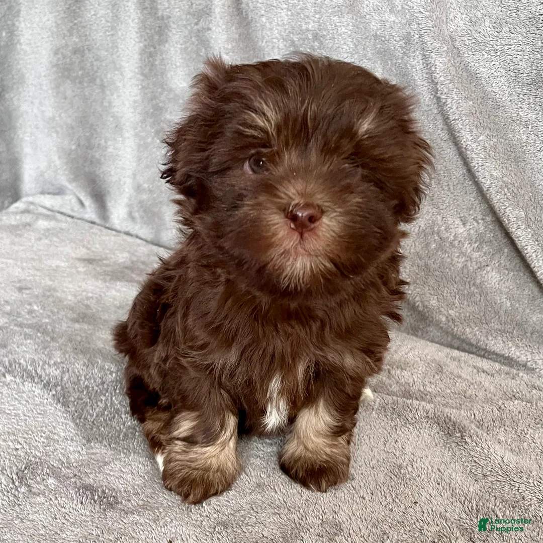 Havanese dogs for sale: Alvin - Ad 6