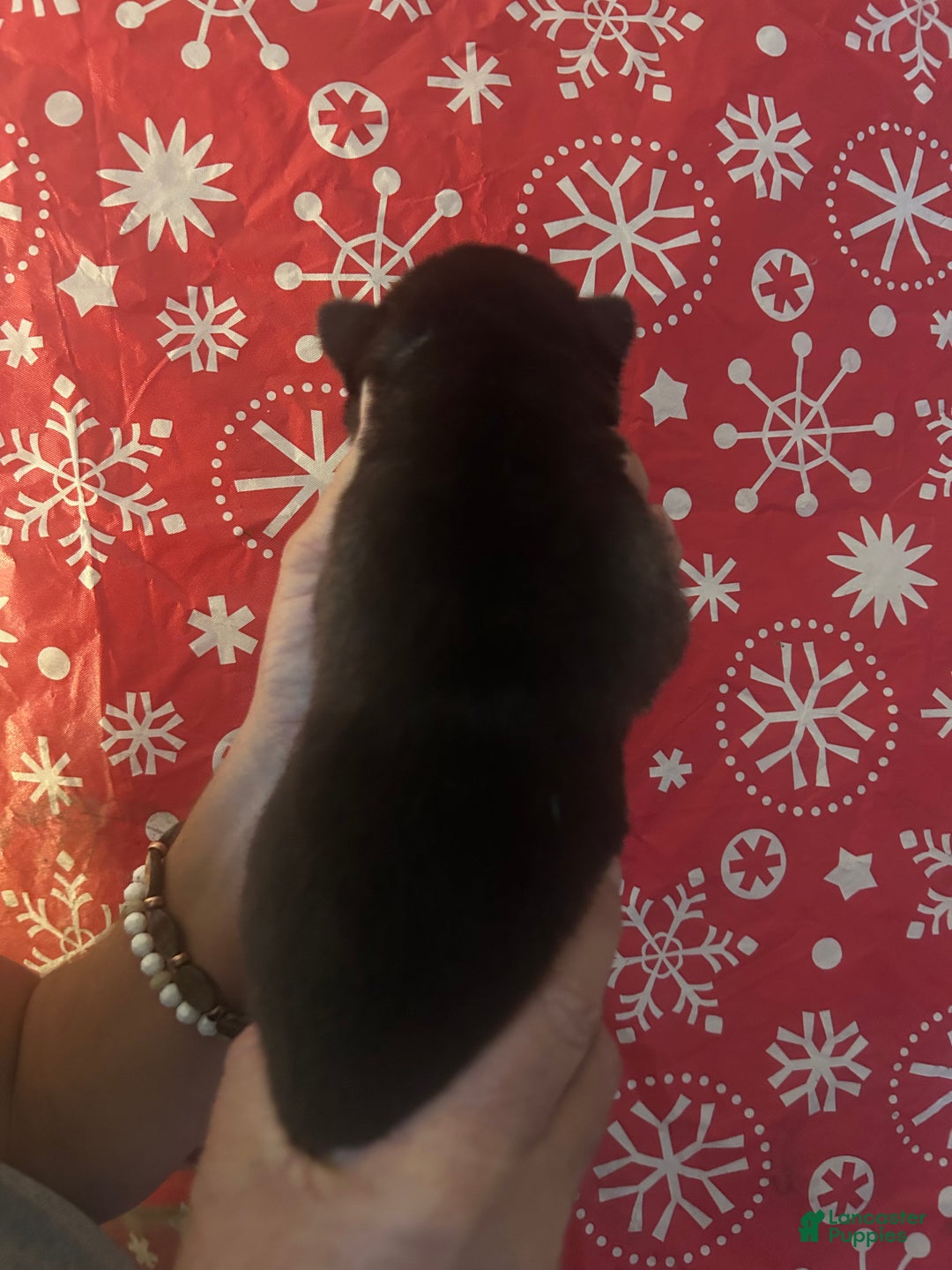 Gerberian Shepsky dogs for sale: Max Gerberian Shepsky Puppy 1 - Ad 2