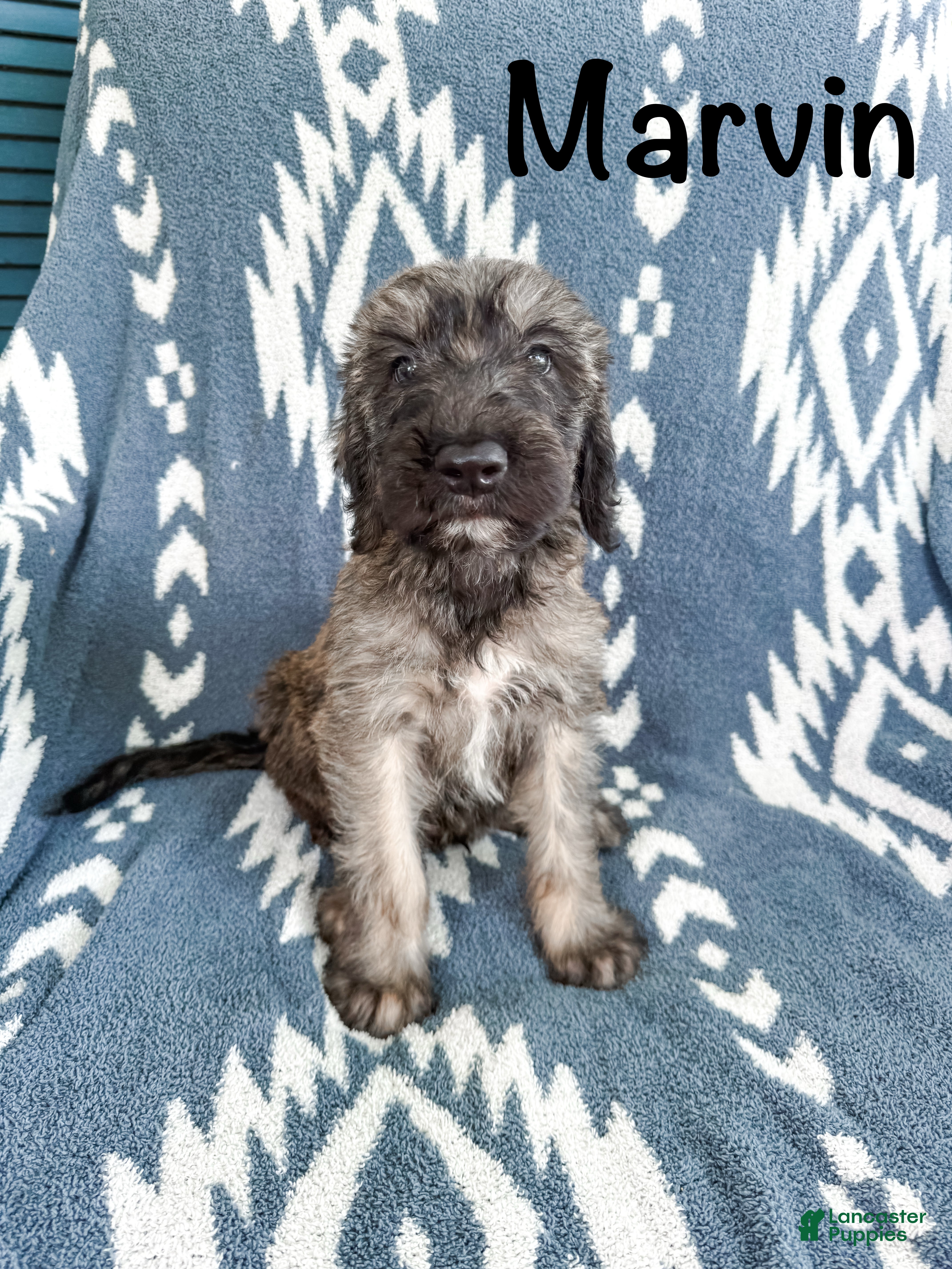 Mixed Breed dogs Marvin - Ad 1