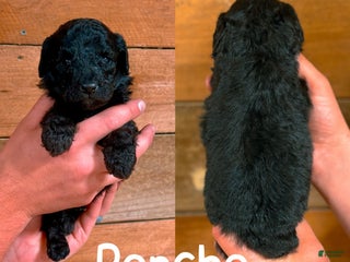 Saint Berdoodles dogs - Ad 26