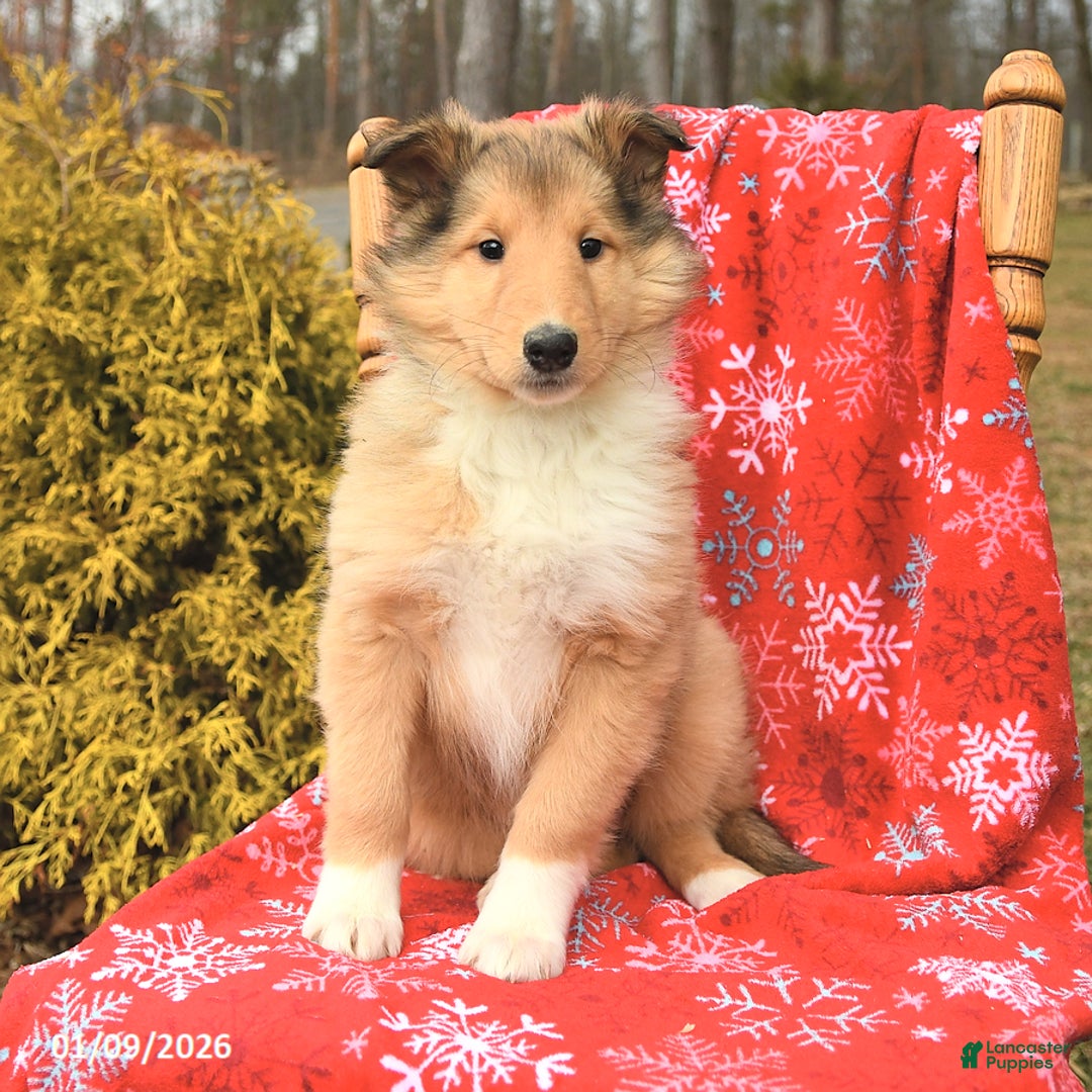 Collie dogs for sale: Ivy - Ad 2