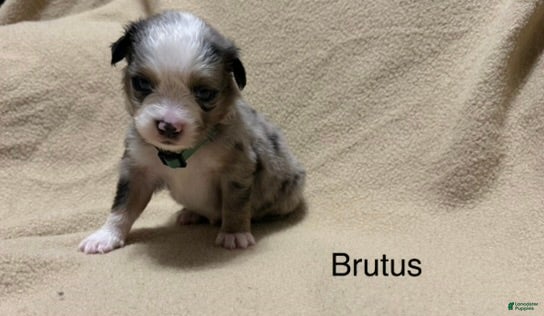 Miniature Australian Shepherd dogs Brutus - Ad 18