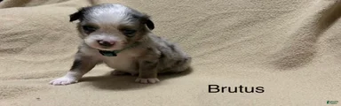 Brutus