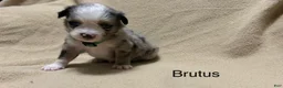 Miniature Australian Shepherd dogs for sale: Brutus - Ad 1