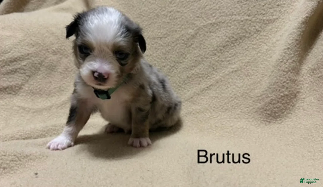 Miniature Australian Shepherd dogs for sale: Brutus - Ad 1