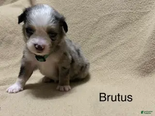 Miniature Australian Shepherd dogs Brutus - Ad 18