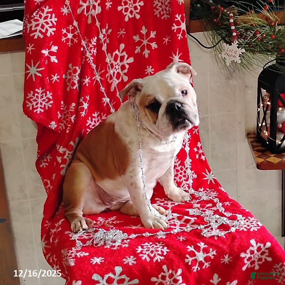 English Bulldog dogs Rolita - Ad 28