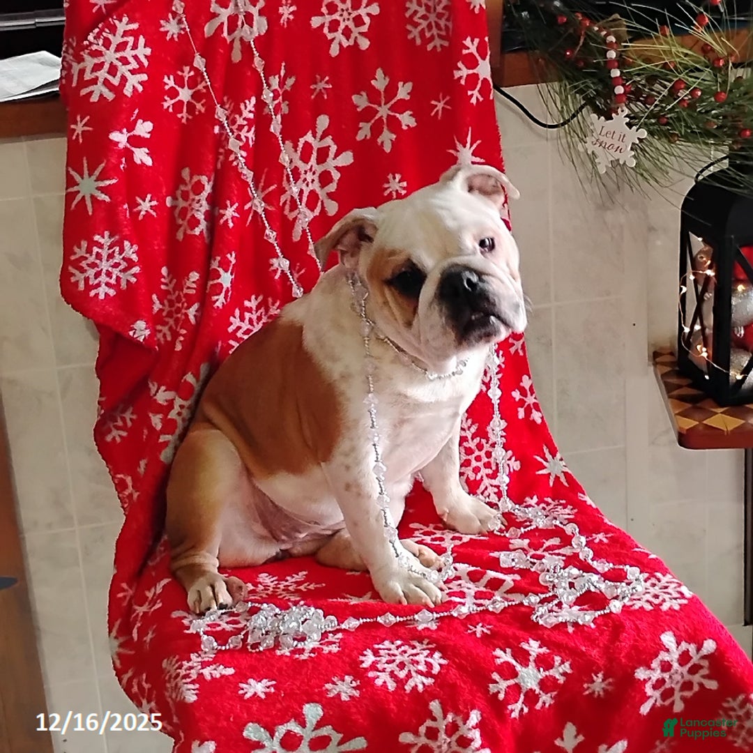 English Bulldog dogs for sale: Rolita - Ad 1