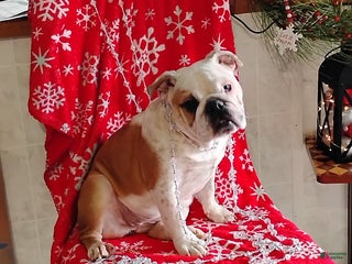 English Bulldog dogs Rolita - Ad 28