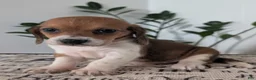 Mixed Breed dogs for sale: Fern - Ad 4