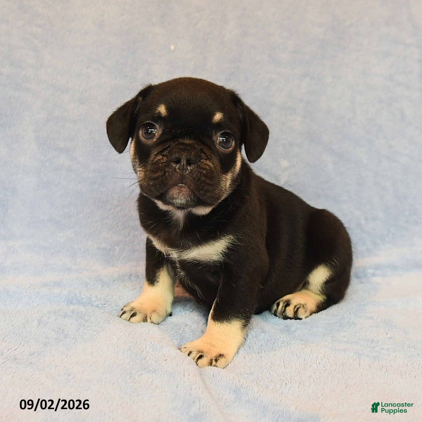 French Bulldog dogs for sale: Tanker - Ad 1