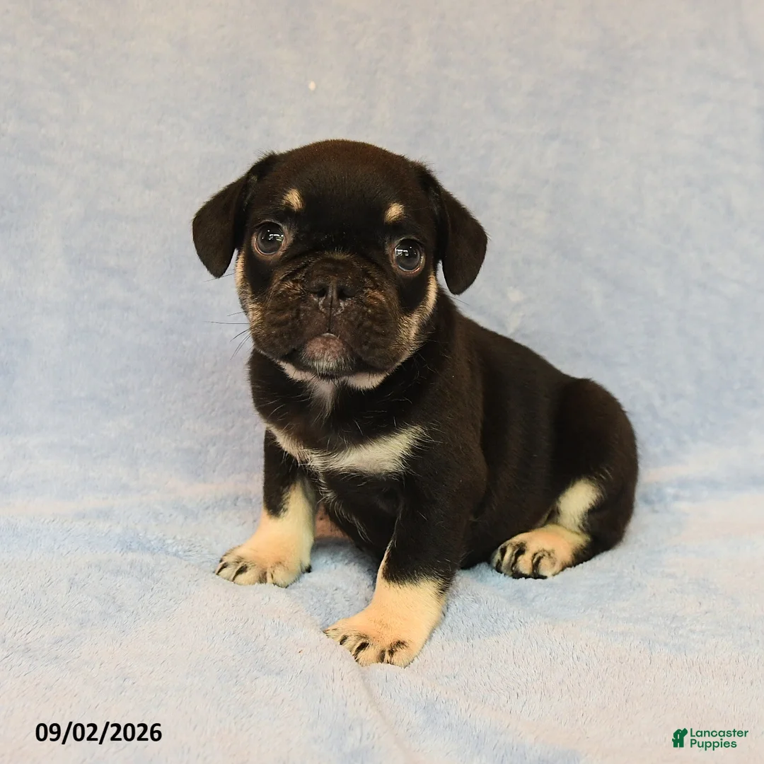 French Bulldog dogs for sale: Tanker - Ad 1