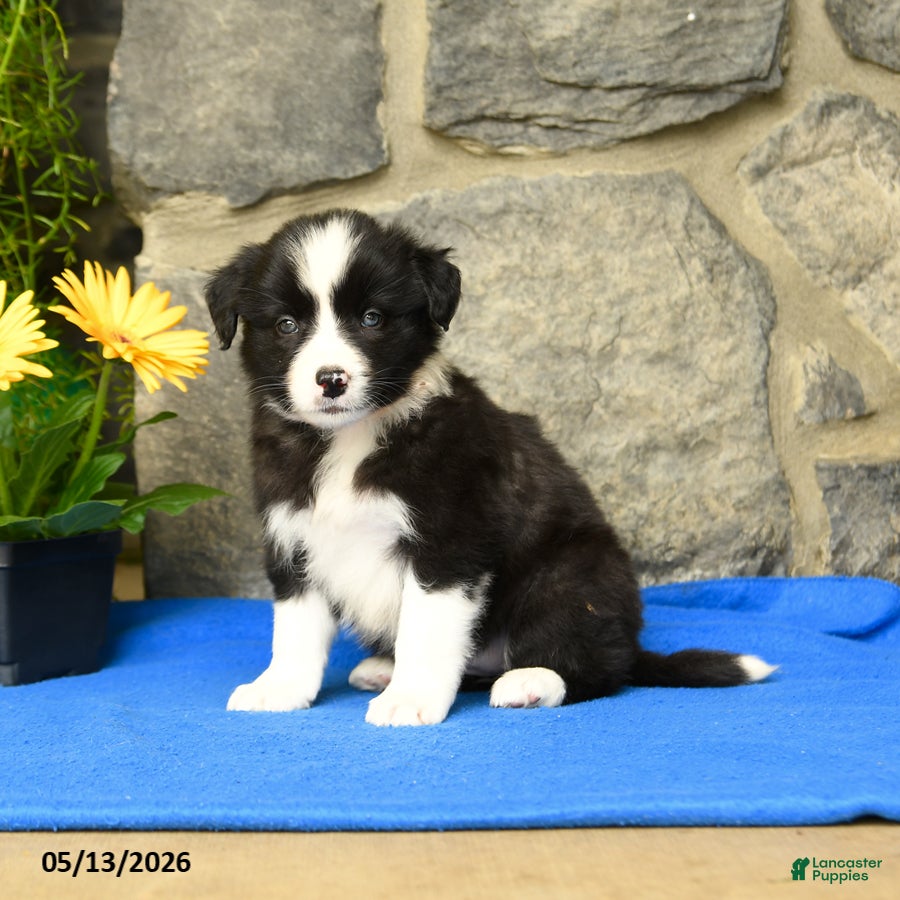Border Collie dogs Kathy - Ad 1