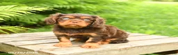 Cavalier King Charles Spaniel dogs for sale: Lucky - Ad 3
