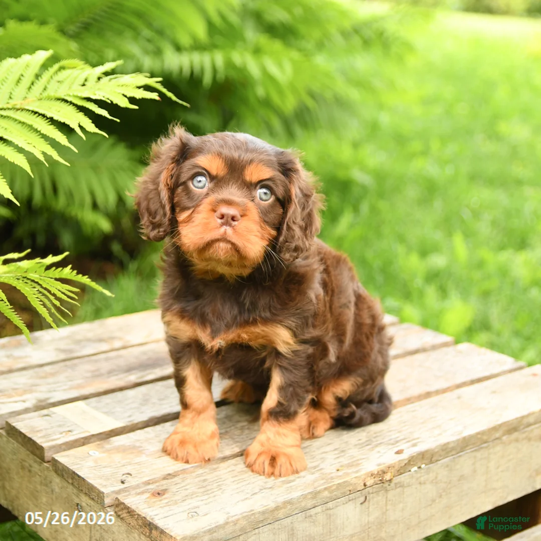 Cavalier King Charles Spaniel dogs for sale: Lucky - Ad 3