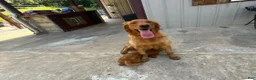 Golden Retriever dogs for sale: Golden Retriever 3 - Ad 3