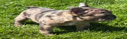 Frenchton dogs for sale: Coconut  - Ad 11