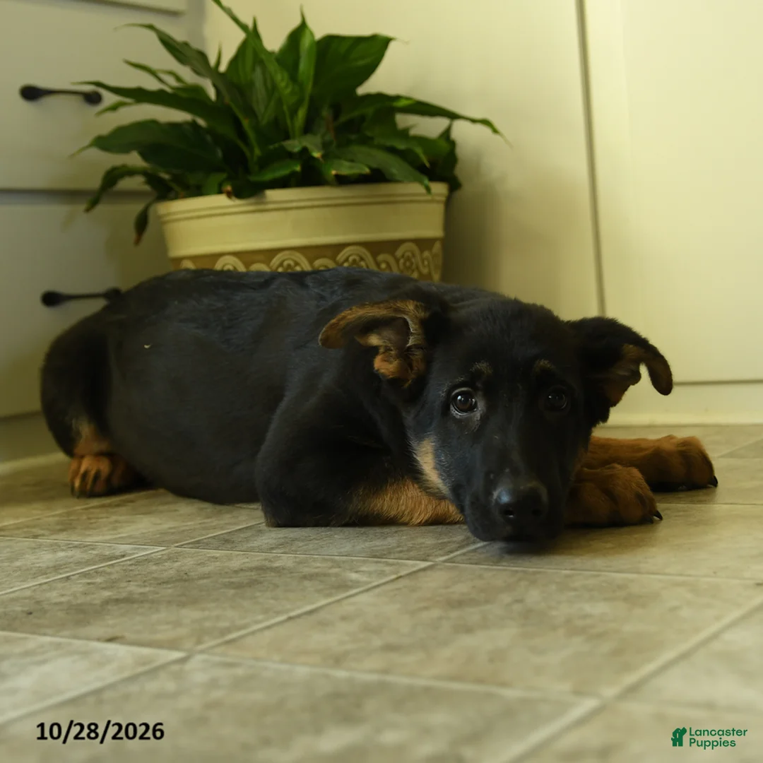 German Shepherd dogs for sale: Freya - Ad 3