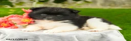 Pomeranian dogs for sale: Leila - Ad 3