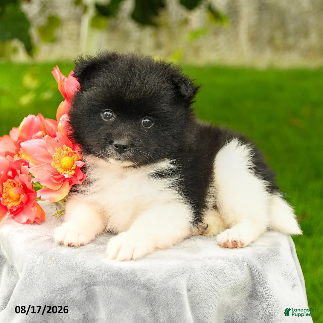 Pomeranian dogs for sale: Leila - Ad 3