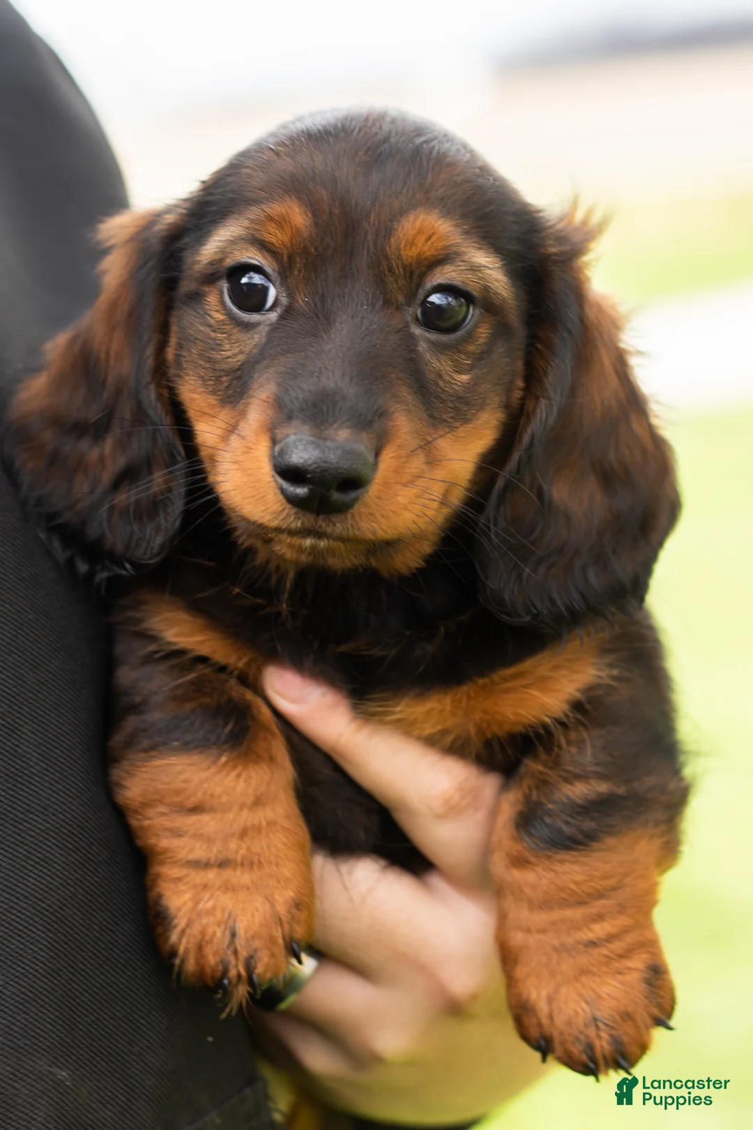 Miniature Dachshund dogs for sale: Buddy  - Ad 1