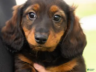 Miniature Dachshund dogs Buddy - Ad 21