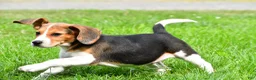 Beagle dogs for sale: Teddy - Ad 4