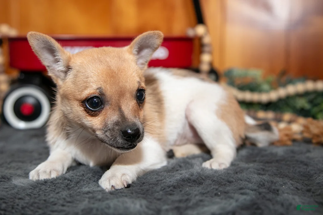 Chihuahua dogs for sale: Addison - Ad 3