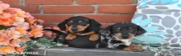 Miniature Dachshund dogs for sale: Fido - Ad 2