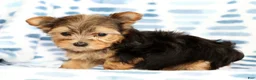 Yorkshire Terrier dogs for sale: Princess - Ad 8
