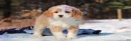 Mini Bernedoodle dogs for sale: Aurora - Ad 6