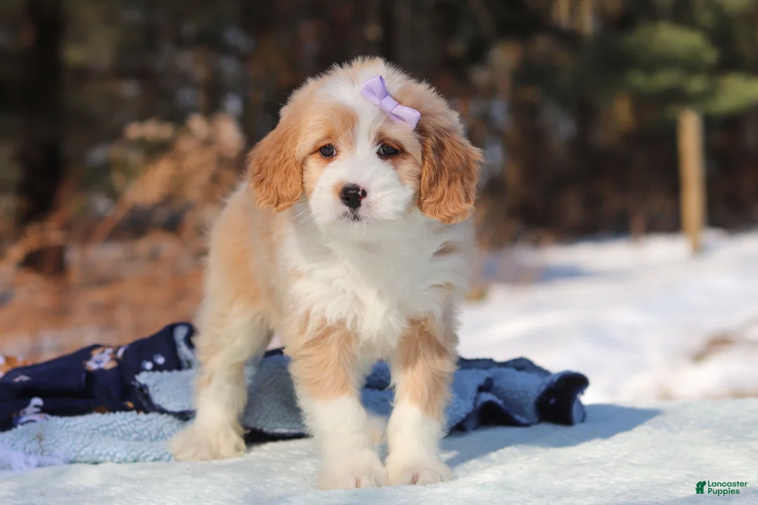 Mini Bernedoodle dogs for sale: Aurora - Ad 6