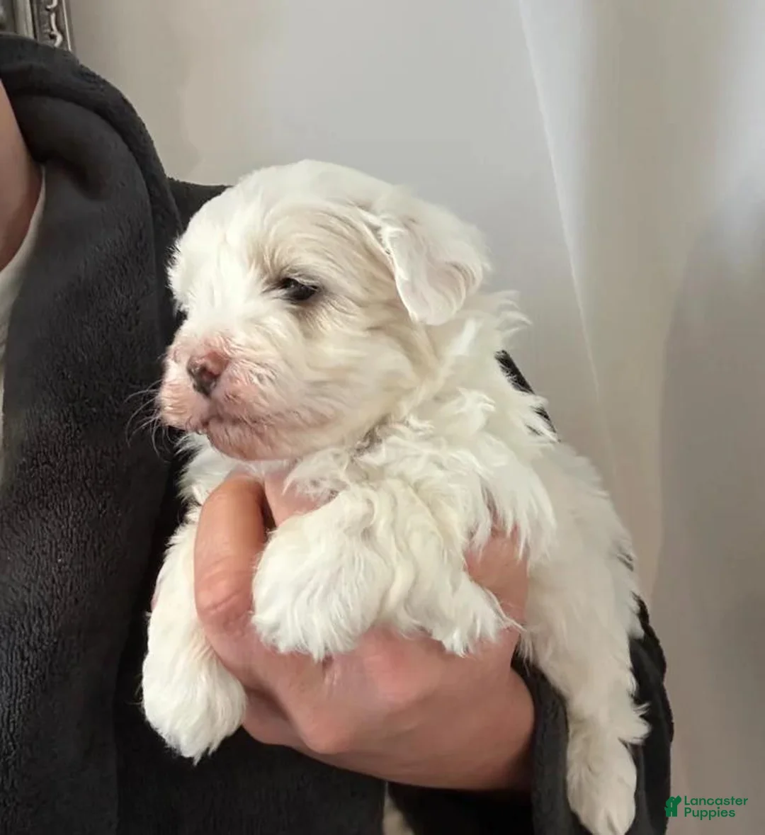 Maltipoo dogs for sale: Danny - Ad 1