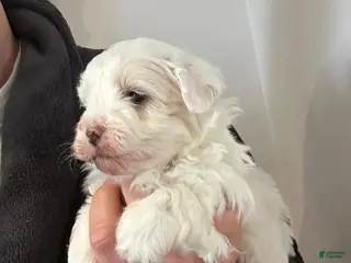 Maltipoo dogs Danny - Ad 21