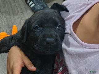 Mixed Breed dogs - Ad 19