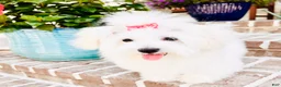 Coton De Tulear dogs for sale: Coton De Tulear Puppy  - Ad 1