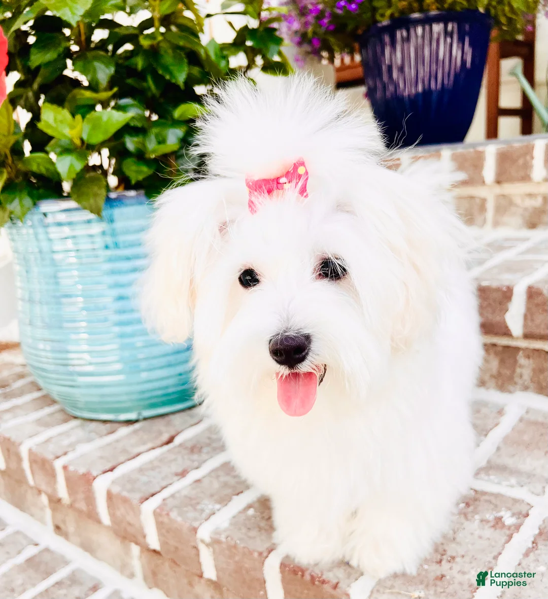 Coton De Tulear dogs for sale: Coton De Tulear Puppy  - Ad 1