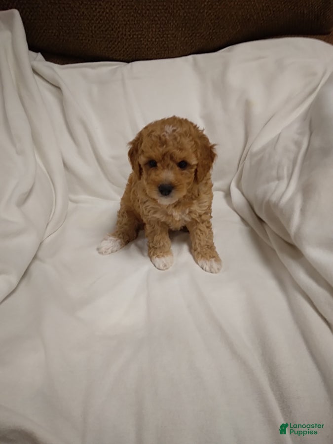 Mini Goldendoodle dogs Lana   - Ad 1