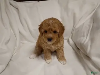Mini Goldendoodle dogs for sale: Lana - Ad 3