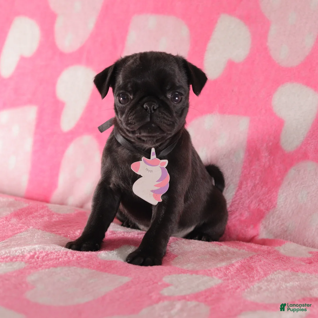 Pug dogs for sale: Lily - Ad 3