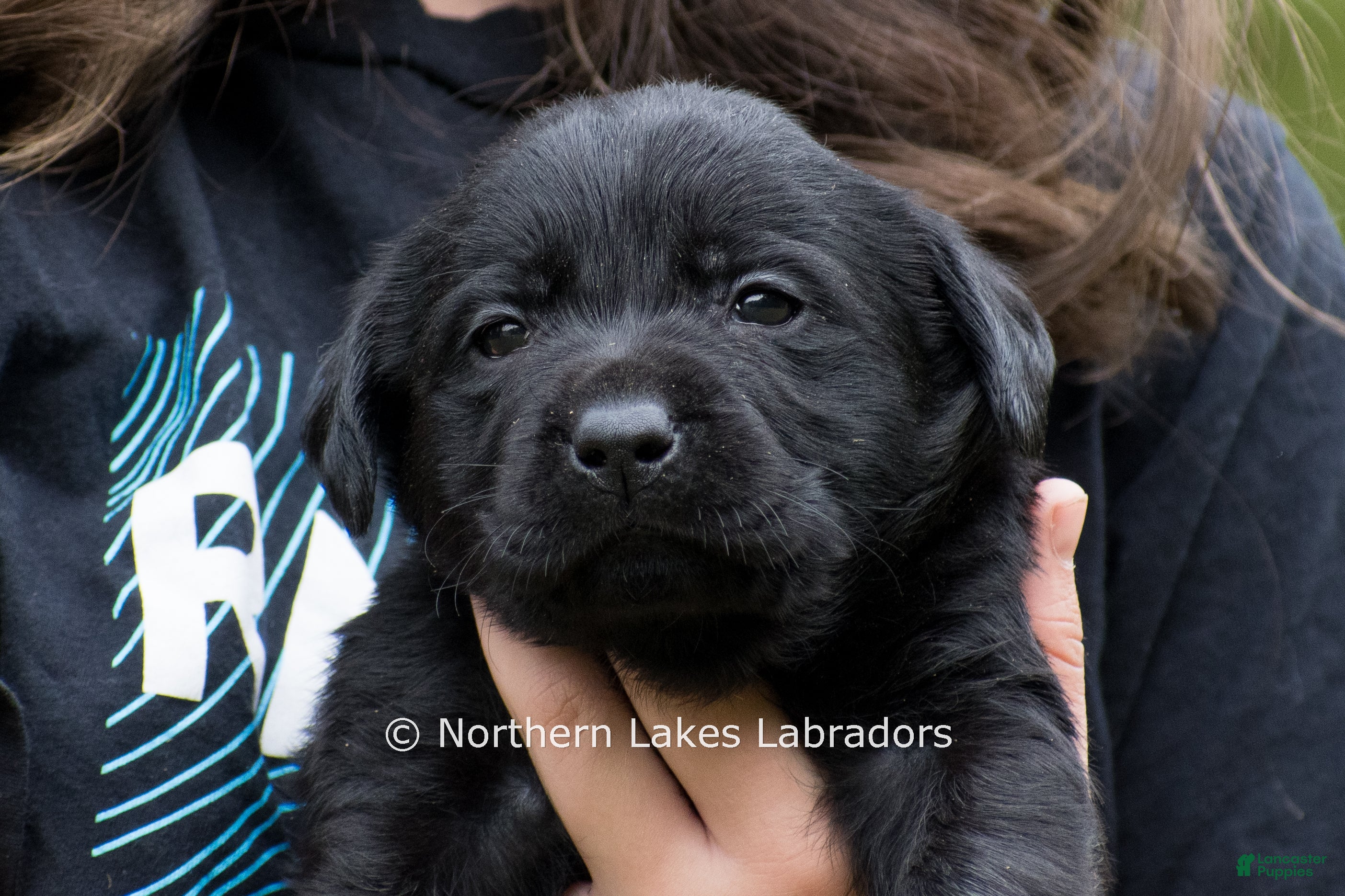 Noah (Labrador, Male) in Bowersville, GA