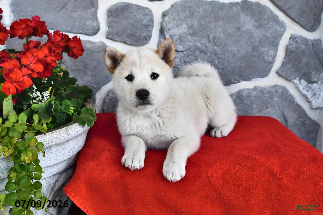 Shiba Inu dogs for sale: Oakley - Ad 2