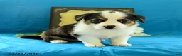 Welsh Corgi Pembroke dogs for sale: Bethany - Ad 4