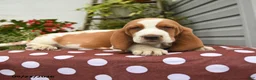 Basset Hound dogs for sale: Job - Ad 3
