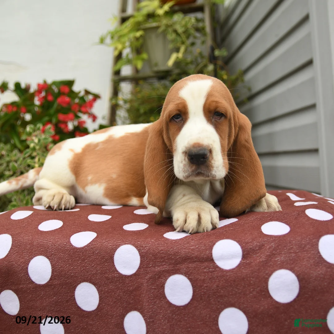 Basset Hound dogs for sale: Job - Ad 3
