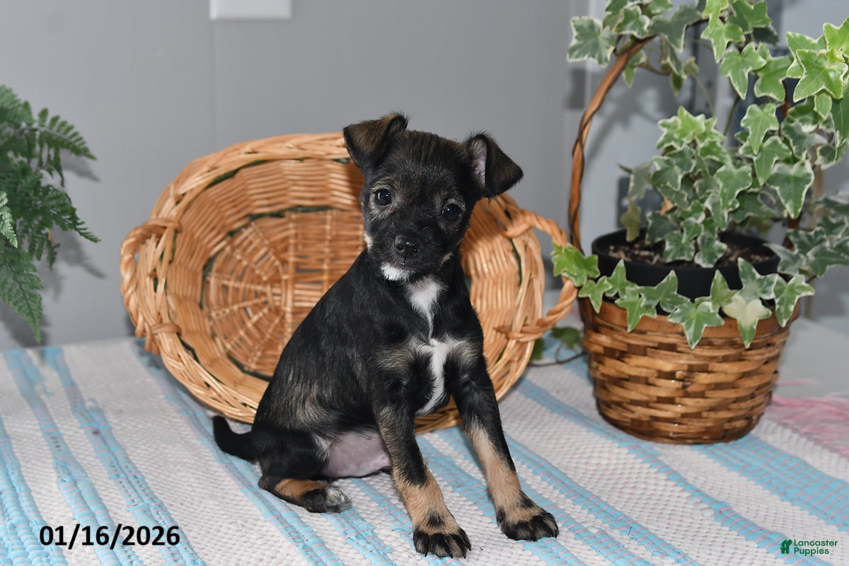 Mixed Breed dogs Torey - Ad 3