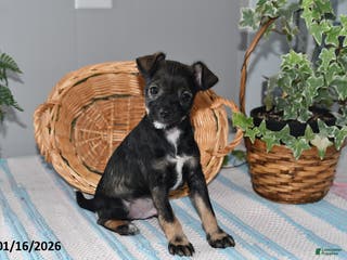 Mixed Breed dogs Torey - Ad 4