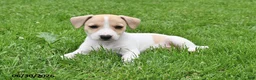 Jack Russell Terrier dogs for sale: Honey - Ad 2