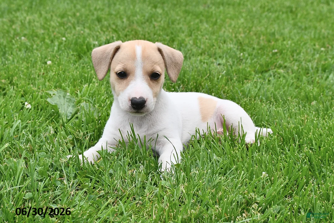 Jack Russell Terrier dogs for sale: Honey - Ad 2
