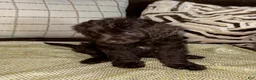 Labradoodle dogs for sale: Latte  - Ad 3